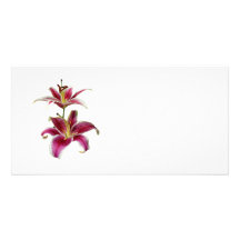 Two Stargazer Lilies Photo Card Template