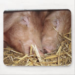 Two Sweet Sleeping Pigs Mousepad mousepads