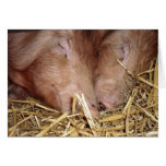 Two Sweet Sleeping Pigs Photograph - Blank Cards cards