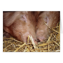 Two Sweet Sleeping Pigs Photograph - Blank Cards