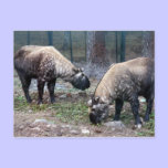 two takin postcards