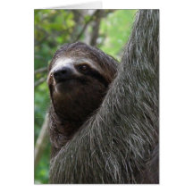Two Toed Sloth Greeting Card
