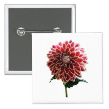 Two-Toned Dahlia Buttons