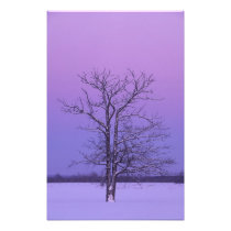 Two Trunked Tree at Sunrise; Chippewa County,