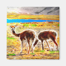 Two Vicunas Andes Mountains Peru Magnets