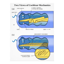 Two Views of Cochlea Mechanics Inner Ear Photo