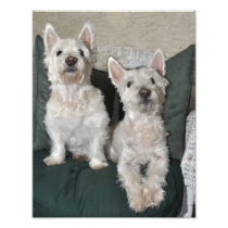 Two Westie's Print 11x14 Art Photo