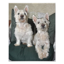 Two Westie's print Art Photo