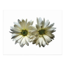 Two White Daisies Postcard