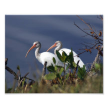Two White Ibis Photo Print