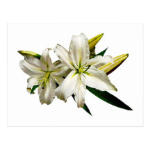 Two White Lilies and Buds Post Card