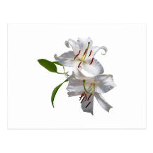 Two White Lilies Post Card