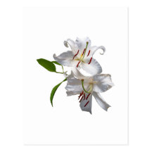 Two White Lilies Postcard