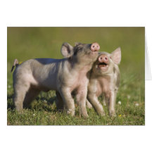 Two White Piglets Playing in Field Cards