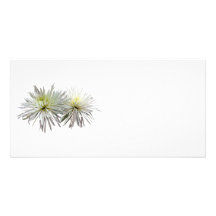 Two White Spider Mums Custom Photo Card