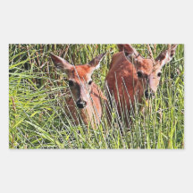 Two White Tail Deer Stickers