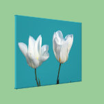 Two white tulip flowers in aqua blue background canvas prints