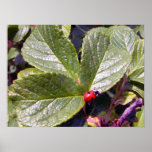 Two Years Old Ladybug Poster