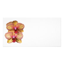 Two Yellow and Magenta Orchids Photo Card Template