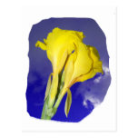 Two Yellow Flowers Blue Sky Postcard