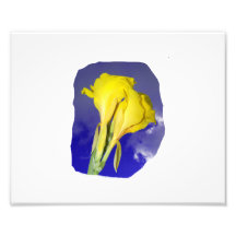 Two Yellow Flowers Dark Blue Sky Photo