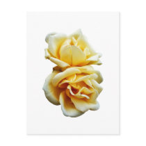 Two Yellow Roses Postcards
