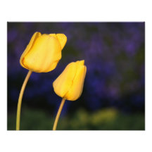 Two Yellow Tuilps Photo