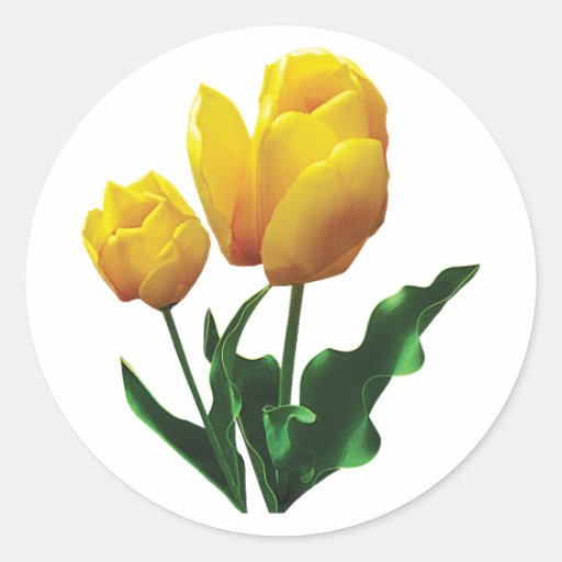 Two Yellow Tulips Round Sticker