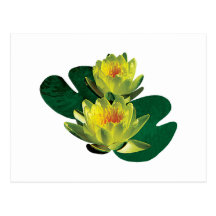 Two Yellow Water Lilies Post Card