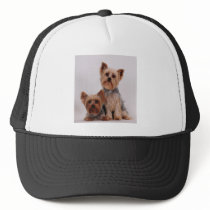 Two Yorkies Hats