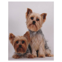 Two Yorkies Customized Letterhead