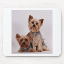 Two Yorkies Mouse Pad