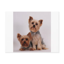 Two Yorkies Postcards
