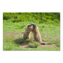 two young marmots photo print