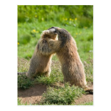 two young marmots postcard