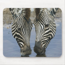 Two Zebras (Equus quagga) drinking water, Mouse Pads