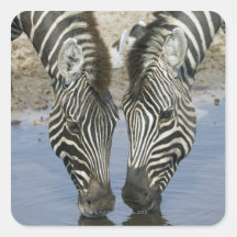 Two Zebras (Equus quagga) drinking water, Square Stickers