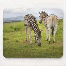Two zebras, South Africa Mouse Pad