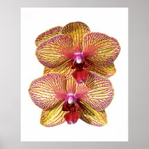 TwoYellow and Magenta Orchids Poster