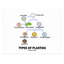 Types Of Plastids Post Cards