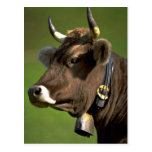 Typical cow post cards
