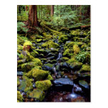 Typical rain forest scene near Sol Duc Hot Springs Postcards