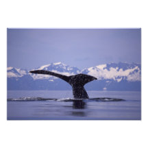 U.S.A., Alaska, Inside Passage Humpback whale Art Photo