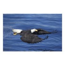 U.S.A., Alaska, Kenai Peninsula Bald eagle