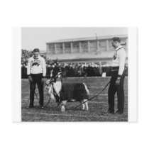 U.S. Navy Goat Football Team Mascot Circa 1920