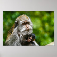 ubud bali indonesia monkeys breast feed print