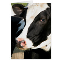 Udderly Happy Birthday Greeting Cards