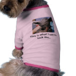 ugliest dog, This is what I use to look like...