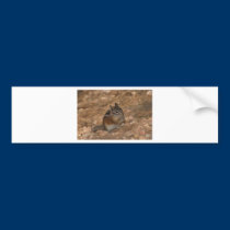 Uinta Chipmunk bumper stickers