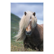 UK, Scotland, Shetland Islands, Shetland pony
